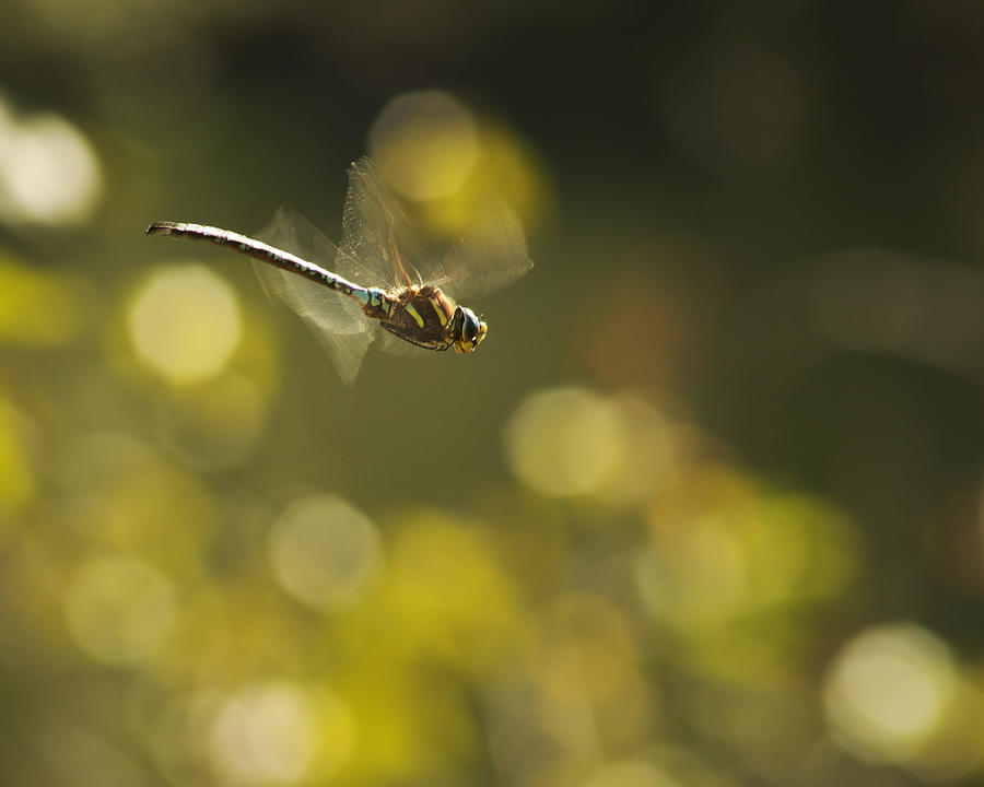 Animal Photograph - Dragonfly No 2 by Belinda Greb