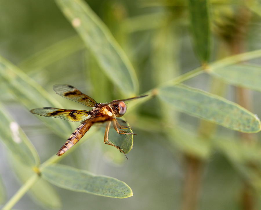 Dragonfly Nymph Photograph By Sherie Sadlier   Dragonfly Nymph Sherie Sadlier 