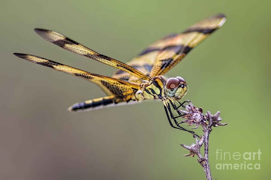 Nature Photograph - The Halloween Pennant Dragonfly by Olga Hamilton