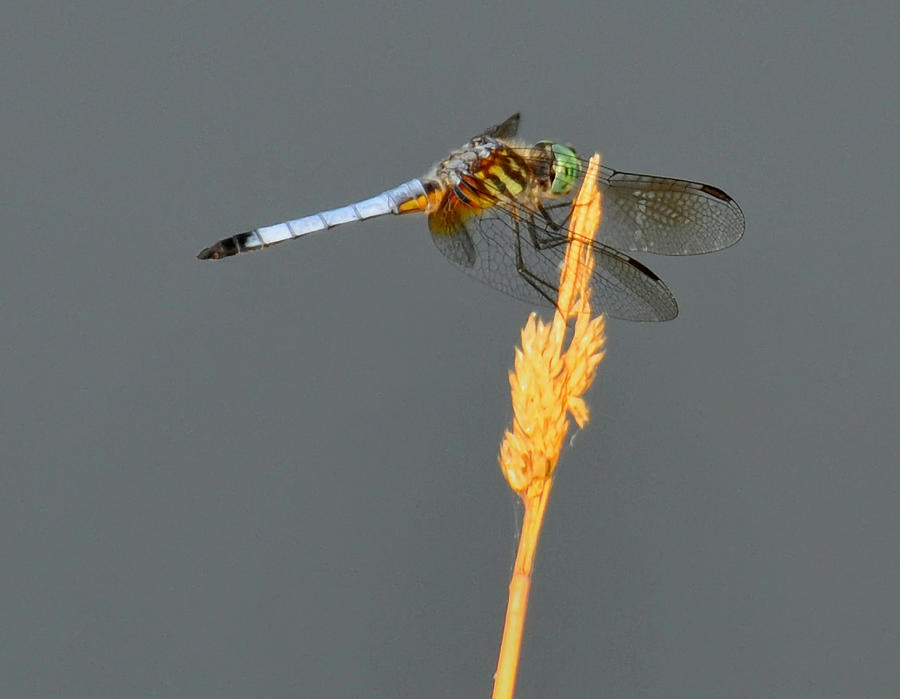 Dragonfly on a blade of grass Photograph by Flees Photos