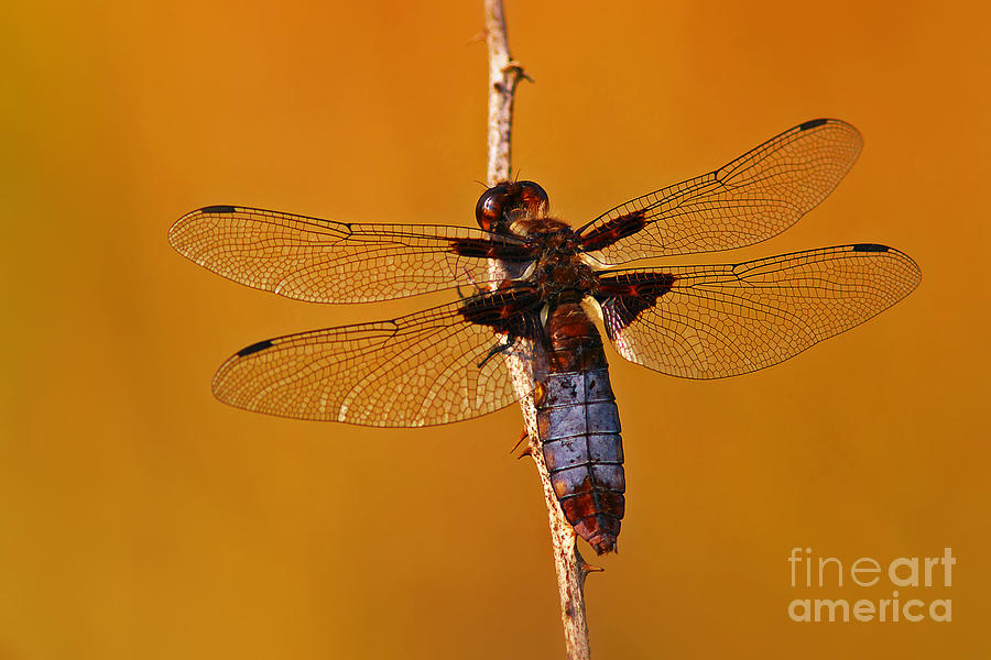 Dragonfly on a branch Photograph by Nick  Biemans