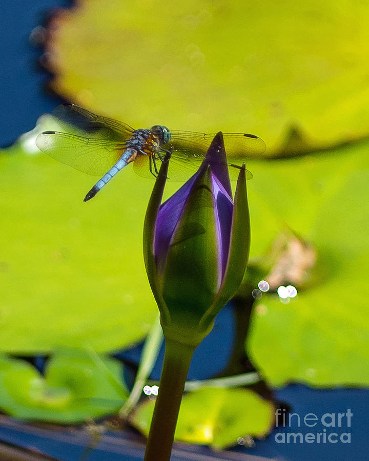 Dragonfly on a Bud Photograph by Stephen Whalen