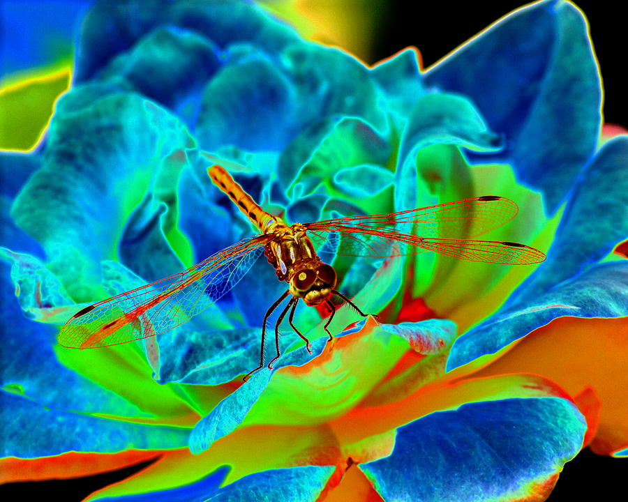 Dragonfly on a Cosmic Rose Photograph by Ben Upham III