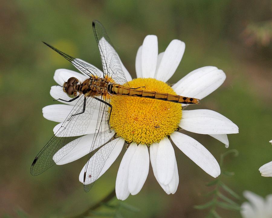 Dragonfly on a Daisy Photograph by Doris Potter