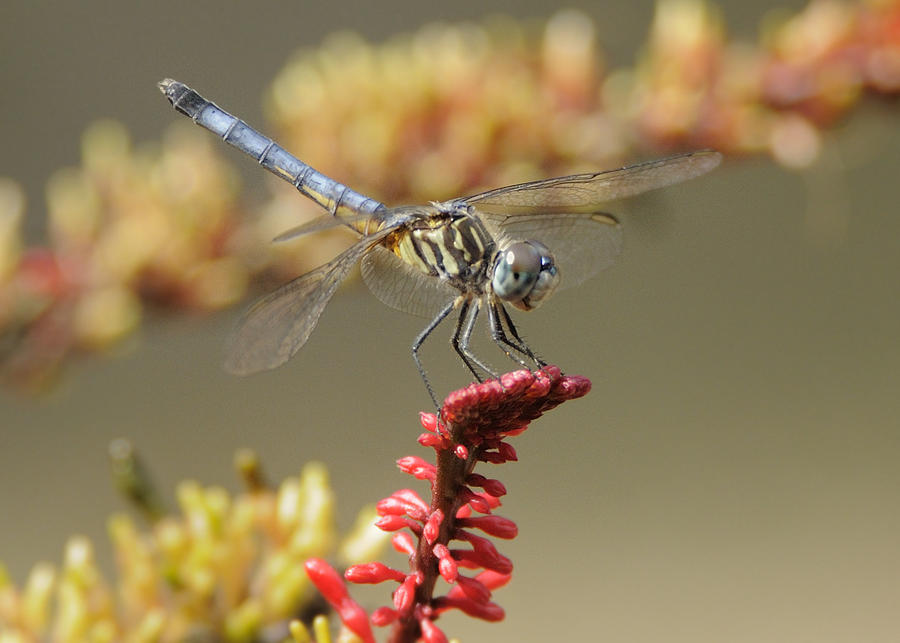 Dragonfly on a flower.  Photograph by Bradford Martin