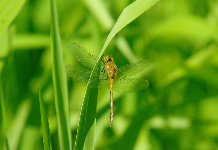 Insects Photograph - Dragonfly On A Grass Stem by Jeff Swan