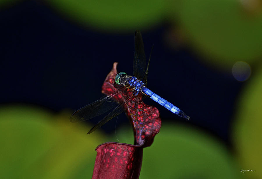 Dragonfly On A Pitcher Plant 001 Photograph by George Bostian