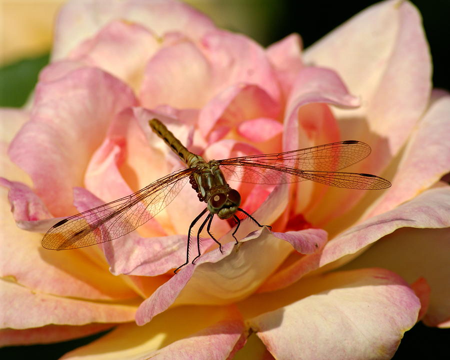 Dragonfly on a Rose Photograph by Ben Upham III