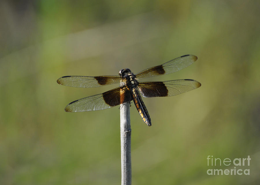 Dragonfly on a Stick Photograph by Cheryl McClure