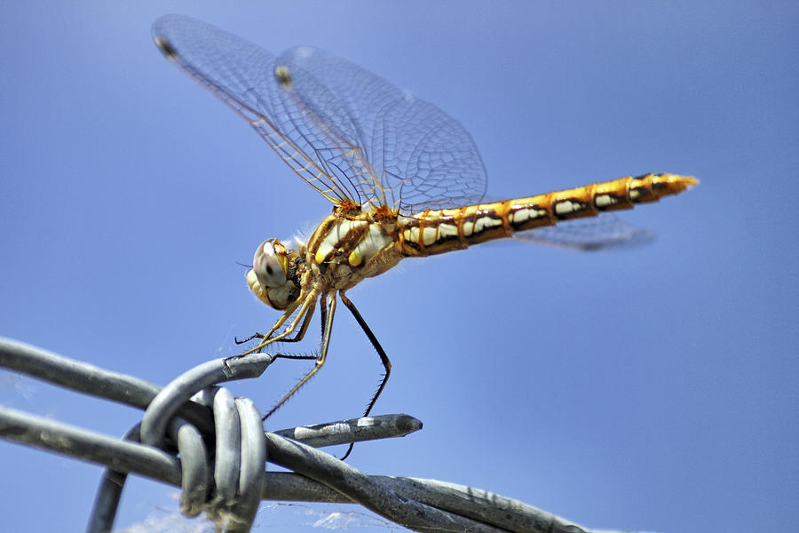 Dragonfly on Barbed Wire Photograph by Jason Politte