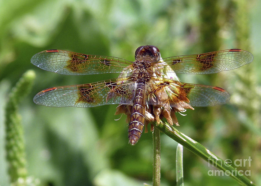 Dragonfly on Clover Photograph by Ilene Hoffman