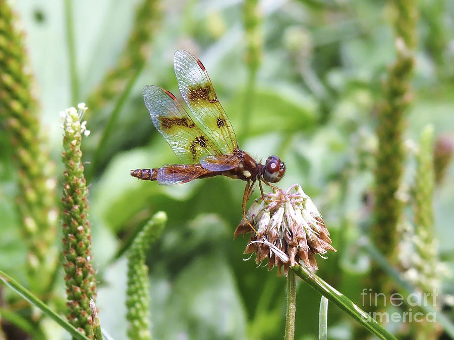 Dragonfly on Clover Side View Photograph by Ilene Hoffman