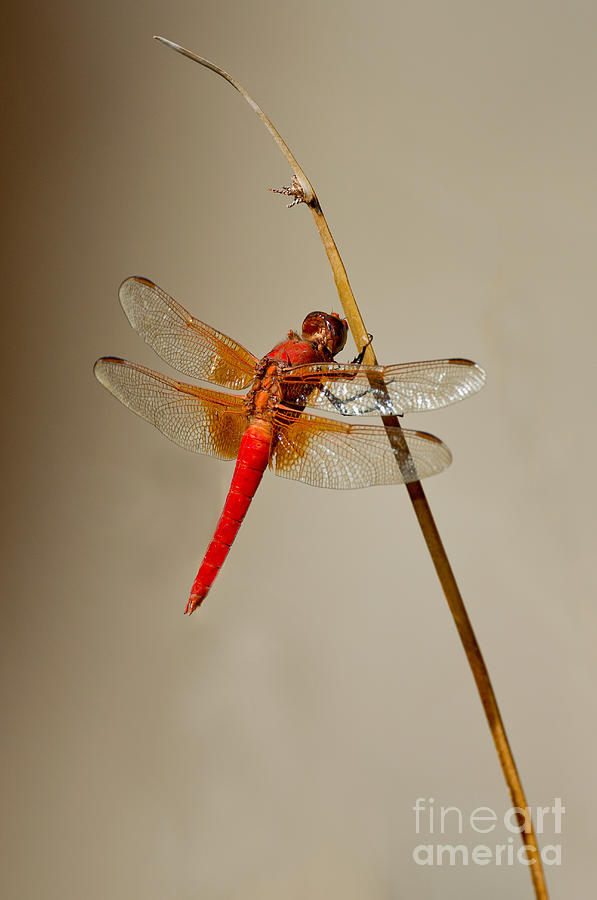 Dragonfly On Dead Reed Photograph by Anthony Mercieca