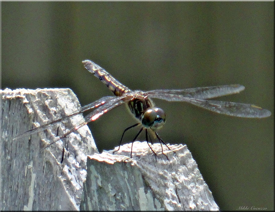 Dragonfly on Fence Photograph by Mikki Cucuzzo