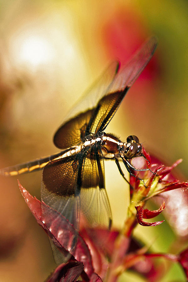 Rose Photograph - Dragonfly on Gold by Kenneth Haley