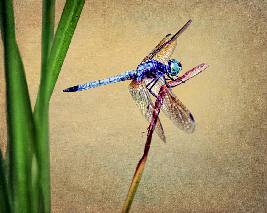 Nature Photograph - Dragonfly on Gold by Nikolyn McDonald