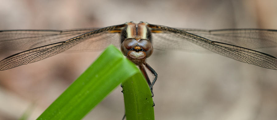 Dragonfly On Grass Photograph by Jeff Sinon
