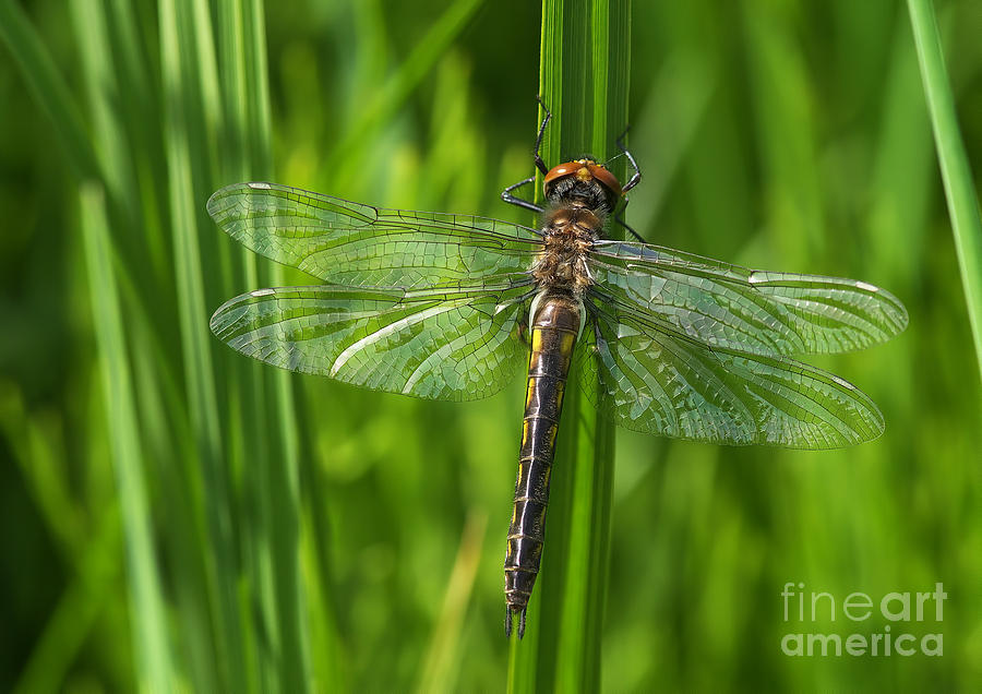 Dragonfly on Grass Photograph by Sharon Talson
