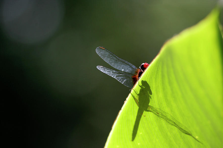 Dragonfly On Green Leaf Photograph by Adriana Casellato