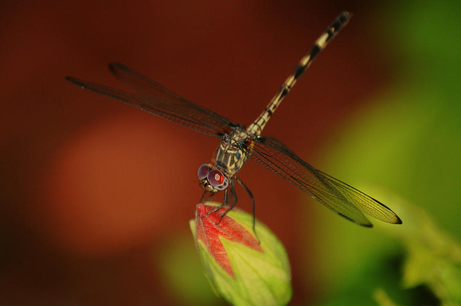 Dragonfly on Hibiscus Photograph by Leticia Latocki