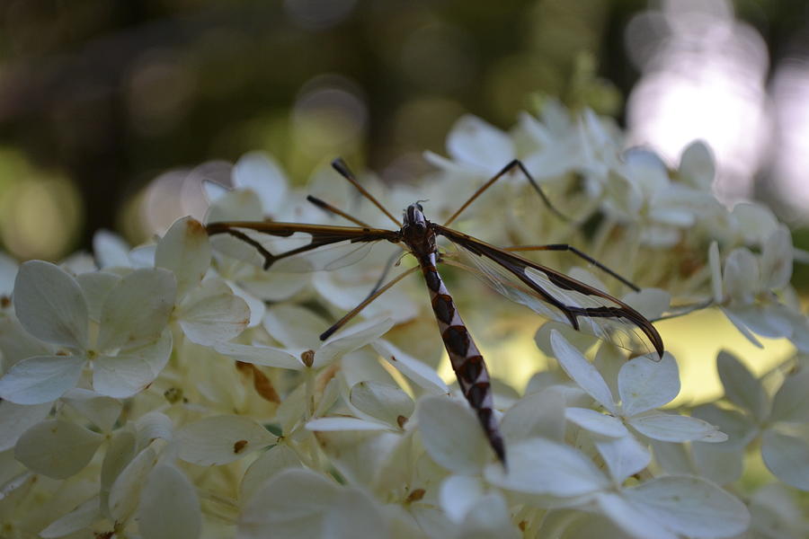 Dragonfly on Hydrangea Photograph by Nina-Rosa Dudy