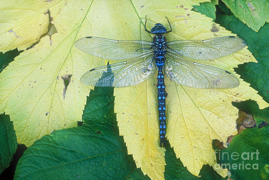 Dragonfly On Leaf Photograph by Art Wolfe