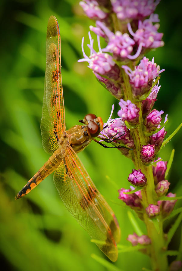 Dragonfly on Liatris Photograph by Robert Mitchell