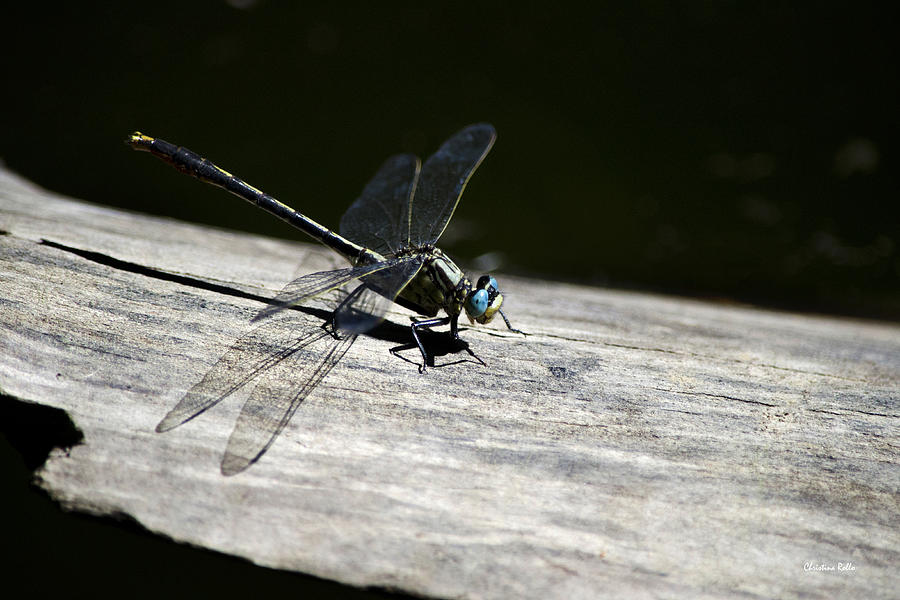 Blue Eyed Dragonfly on a Log Photograph by Christina Rollo