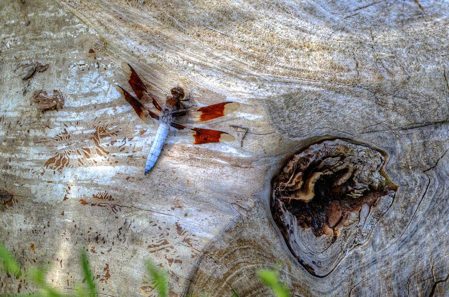 Dragonfly On Log Photograph by Deborah Ritch