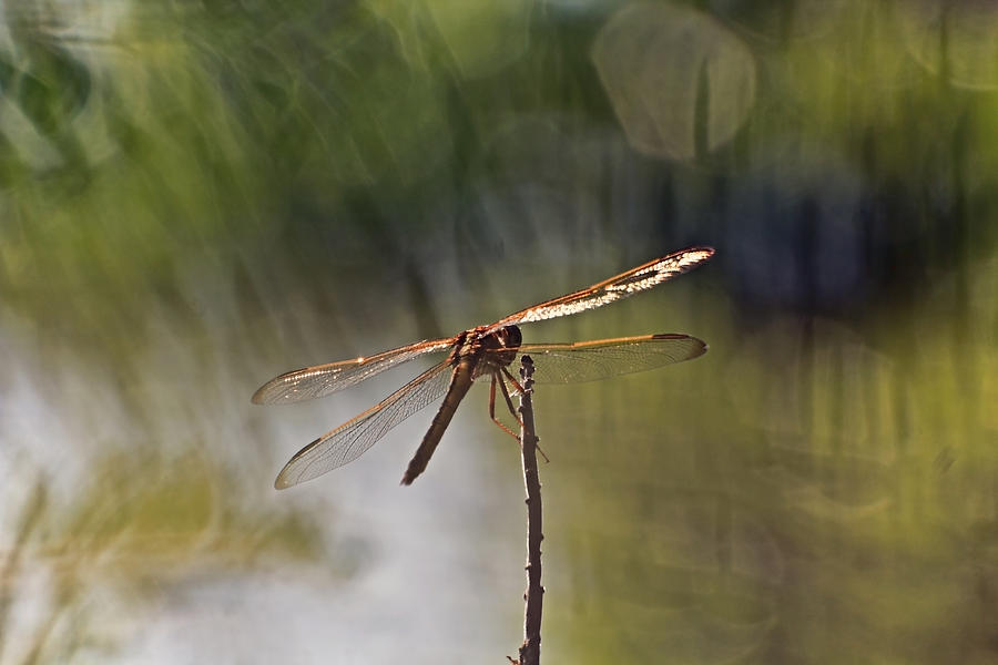 Dragonfly on Perch Photograph by Theo OConnor