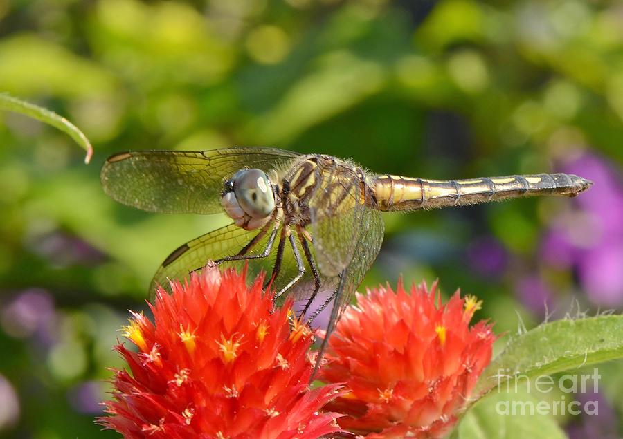 Dragonfly On Red Flowers Photograph by Kathy Baccari