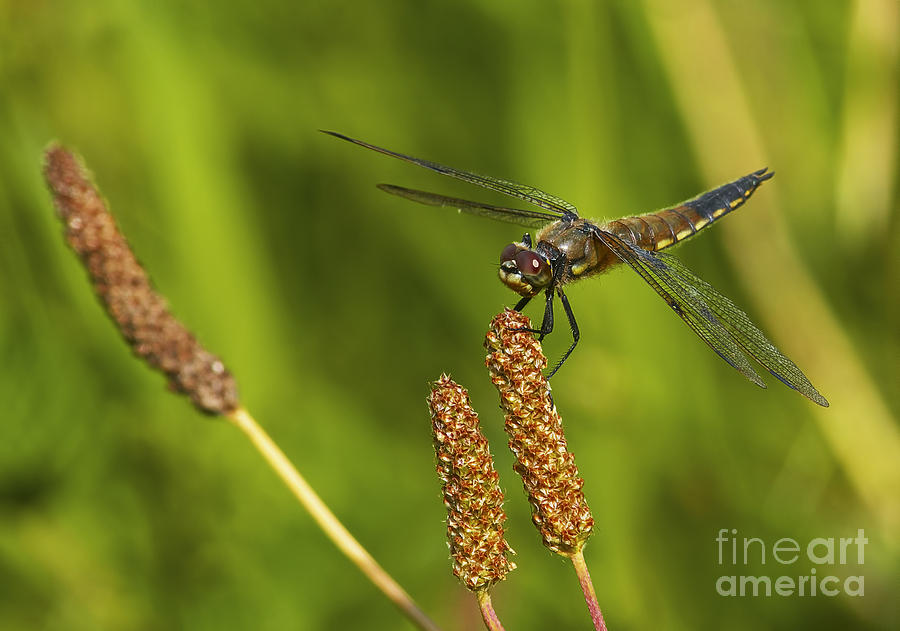 Nature Photograph - Dragonfly on Seed Pod 2 by Sharon Talson