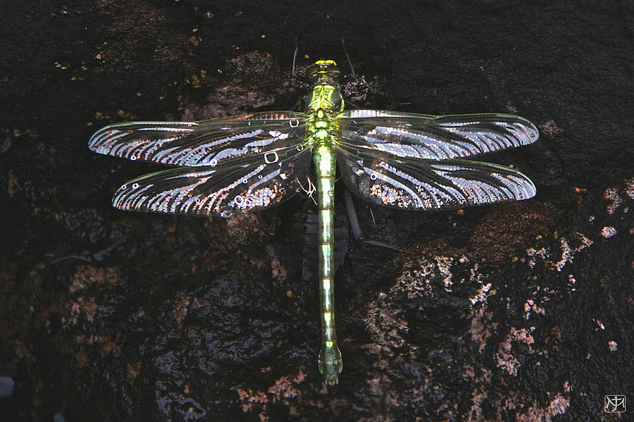 Dragonfly on Siskiwit Lake Photograph by John Meader