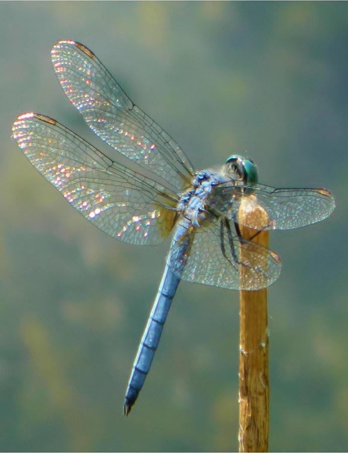 Dragonfly on Stick Photograph by Gallery Of Hope 