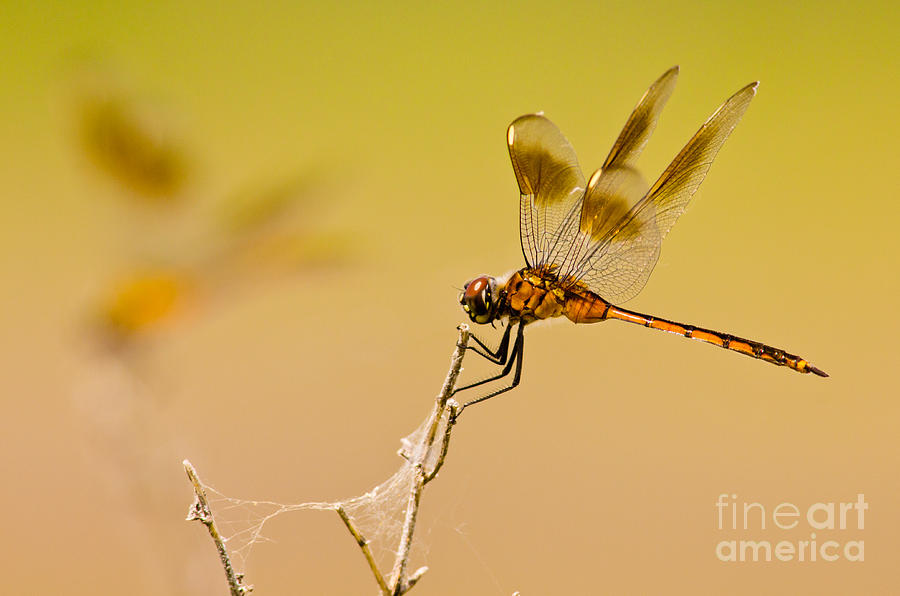 Dragonfly On Sticks Photograph by Robert Frederick