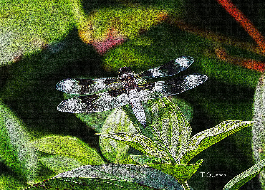 Dragonfly On The Chehalis Trail Photograph by Tom Janca