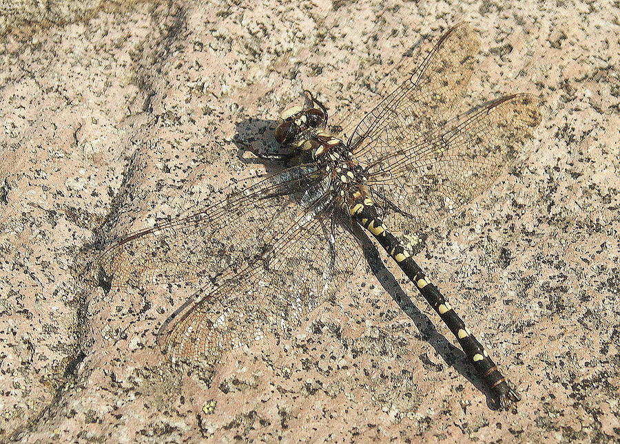 Dragonfly On The Rocks Photograph