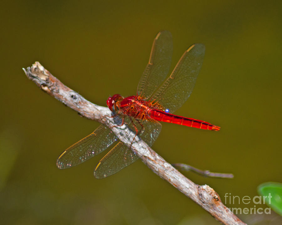 Dragonfly on Twig Photograph by Stephen Whalen