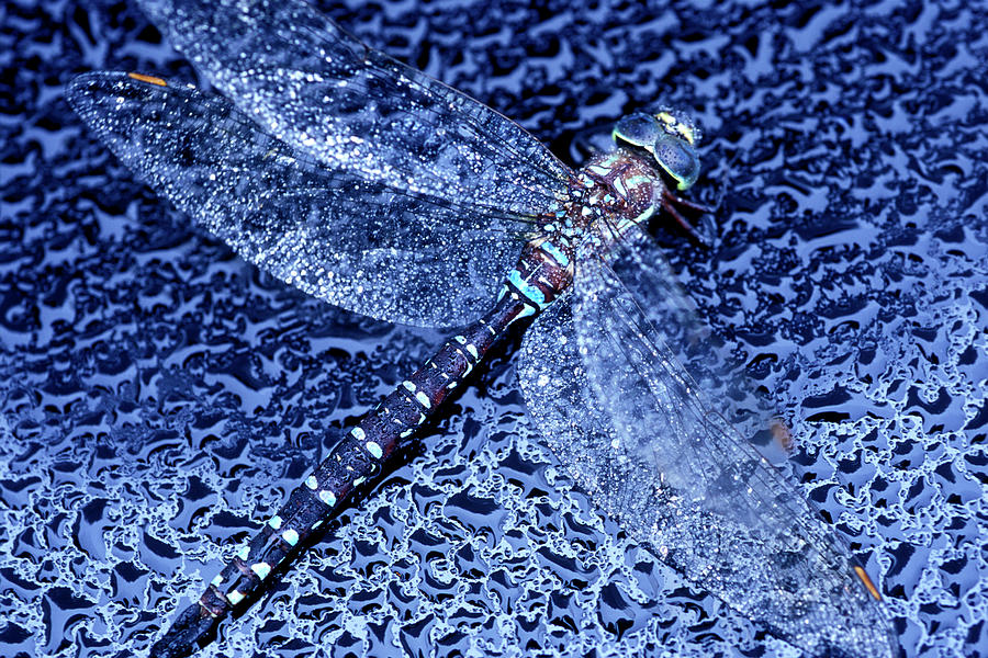Wildlife Photograph - Dragonfly On Water Droplets, Maine by Peter Dennen