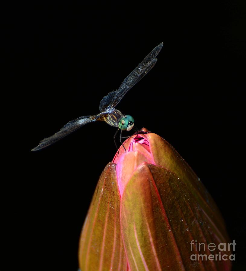 Dragonfly on Water Lily Photograph by Cindy Manero