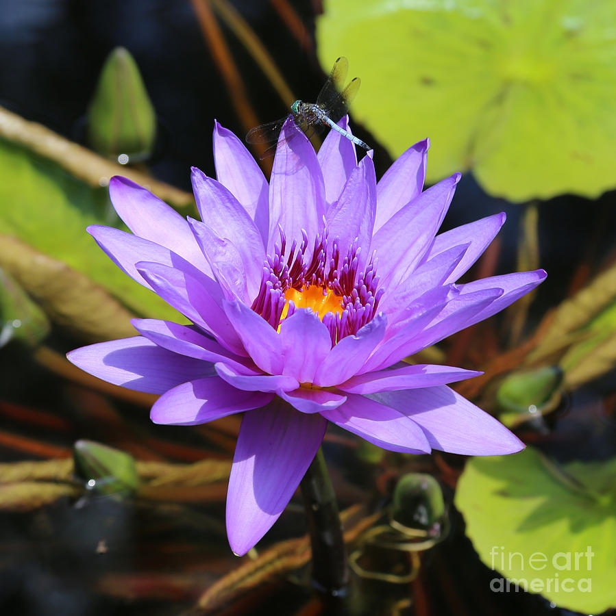 Dragonfly on Water Lily Square Photograph by Carol Groenen