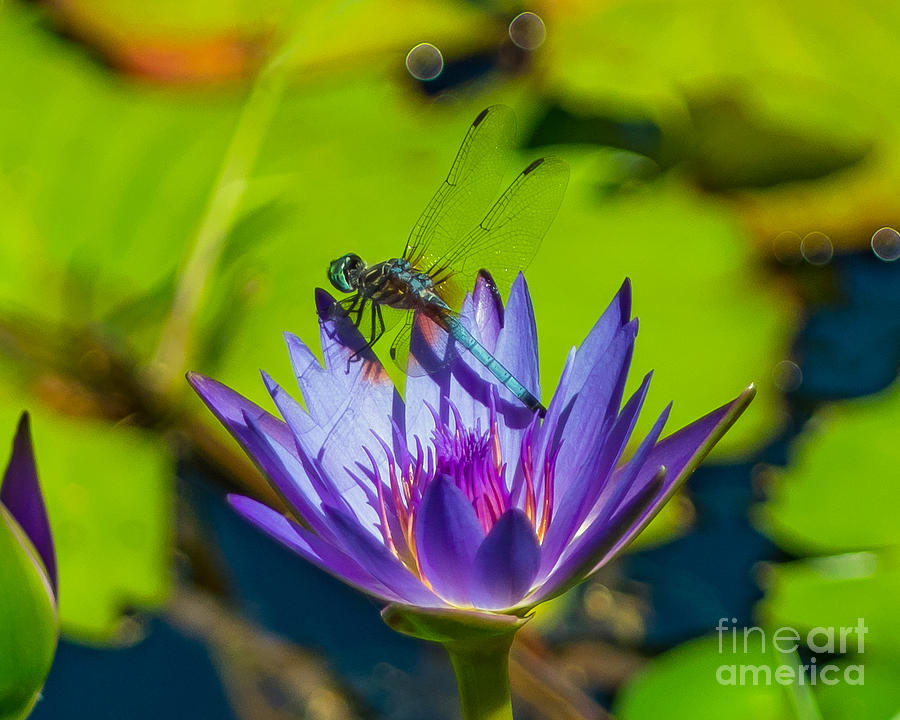 Dragonfly on Water Lily Photograph by Stephen Whalen