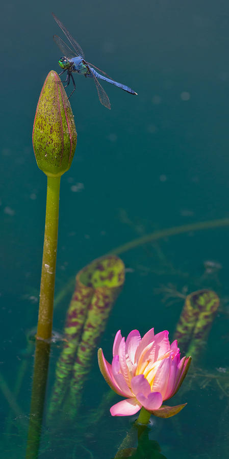 Dragonfly On Waterlily Photograph by Michael Lustbader