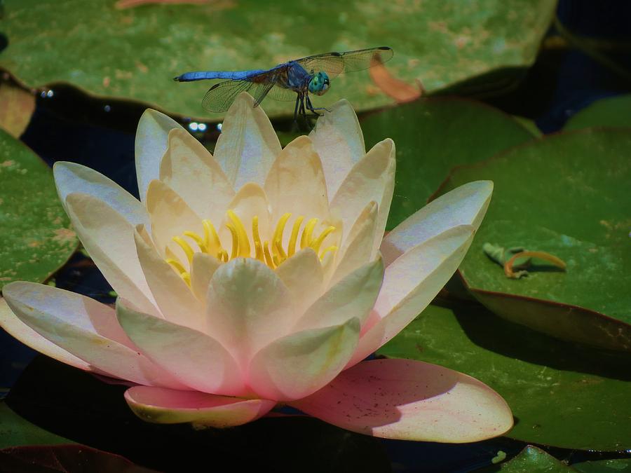 Dragonfly on waterlily Photograph by Vijay Sharon Govender