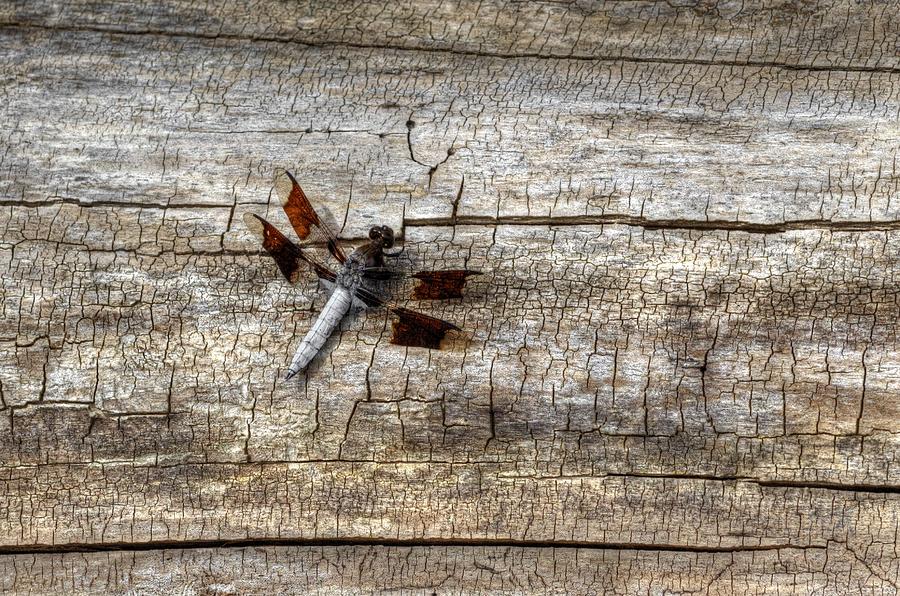 Dragonfly On Wood Photograph by Deborah Ritch
