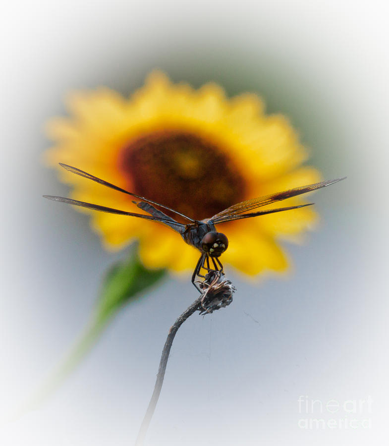 Dragonfly On Yellow Photograph by Robert Frederick