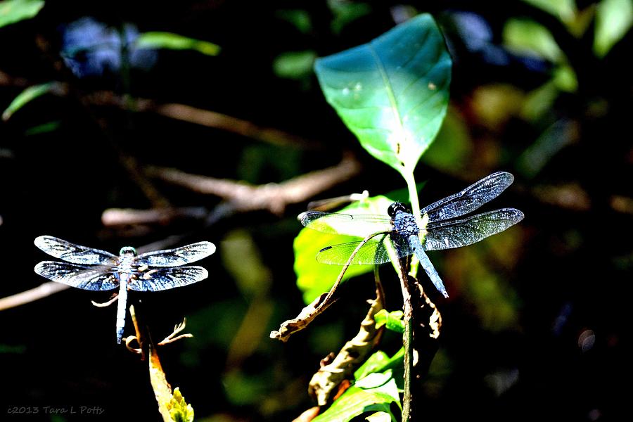 Dragonfly Pair Photograph by Tara Potts