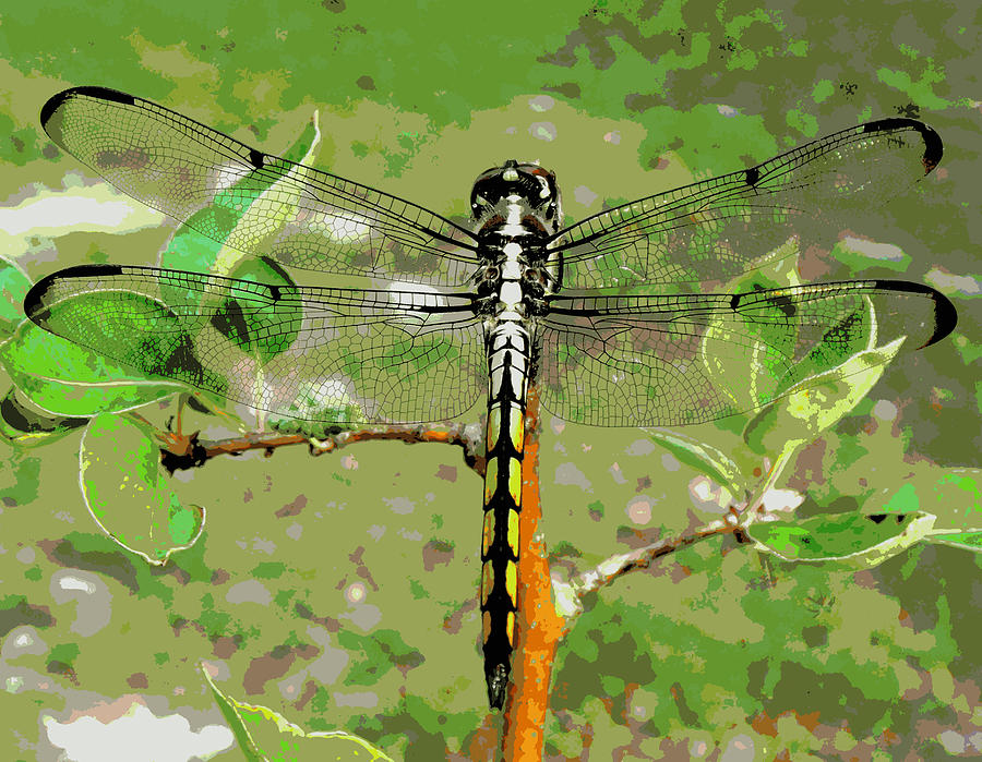 Dragonfly Pastel Photograph by Sheri McLeroy