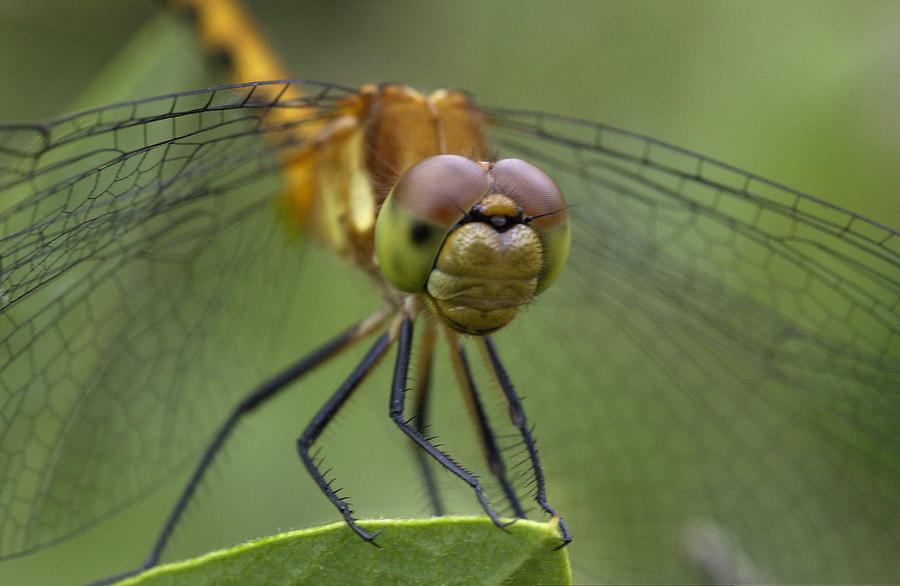 Dragonfly Photograph by Paul Whitten