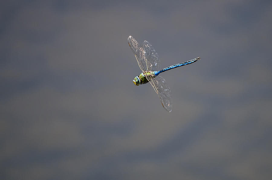 Dragonfly Photograph by Paulo Goncalves